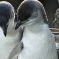 Two adorable Little Blue Penguins at the Christchurch Antarctic Centre.