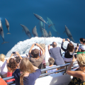 Birds eye view of tourists watching dolphins with the Auckland Whale and Dolphin Safari. 