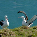 Close up of two nesting royal albatrosses at the Otago Royal Albatross Centre.