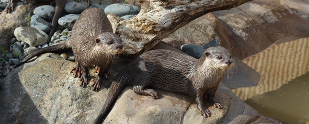 Asian Small-Clawed Otters at Butterfly Creek in Auckland