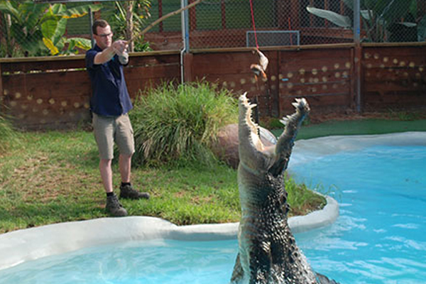 Career feeding corcodile.