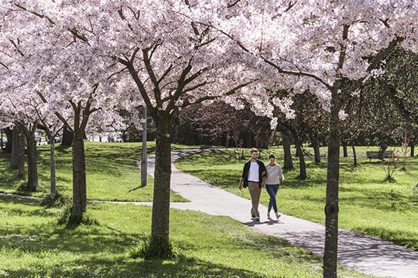 A couple walking amongst cherry blossoms at the park in Christchurch.