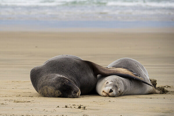 Fur seal with pup lazing on the beach.