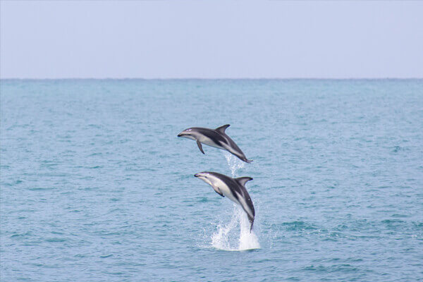 Two Hector's dolphin doing jumps in the open ocean.
