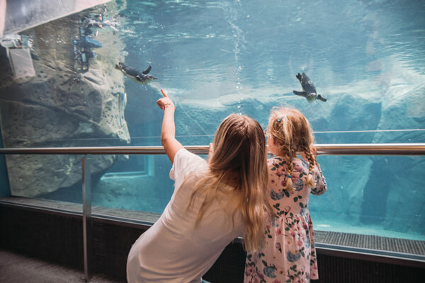 2 children watching penguins swim.