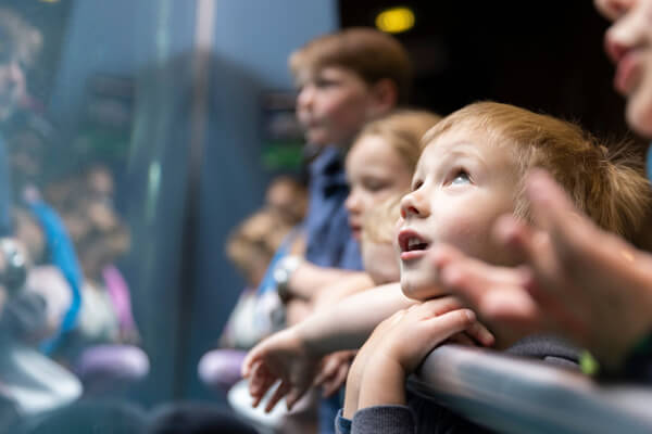 Visitors admiring the amazing spectacle in front of their eyes.