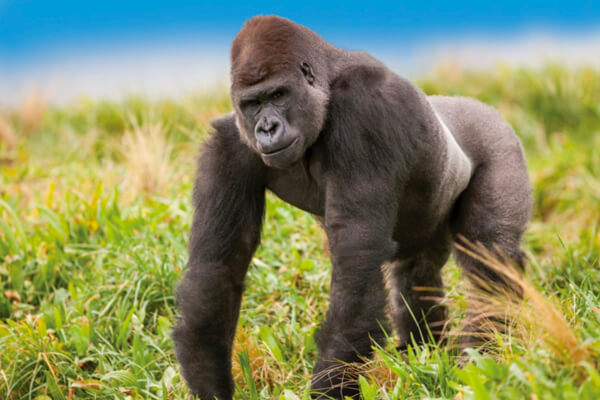 Orana 1 the magnificent silverback gorilla