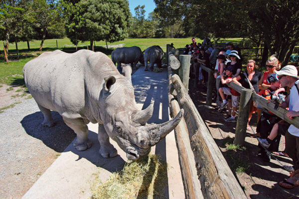Orana 4 Great rhinoceros feeding at Orana wildlife park.