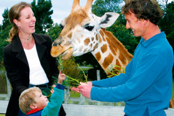 Orana 5 A family handfeeding a giraffe.