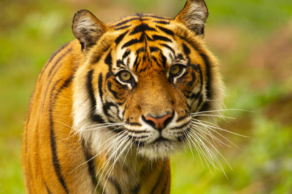Orana 6 a majestic Sumateran tiger.