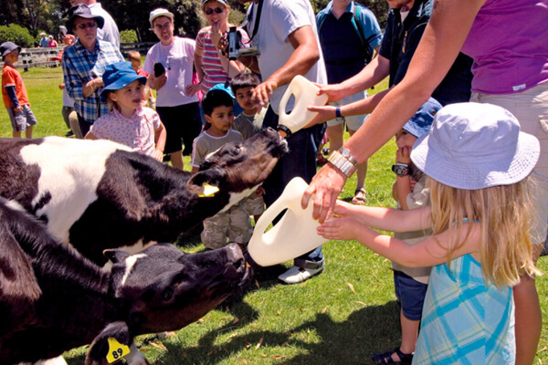 Orana 8 feeding farm animals at Orana wildlife park.