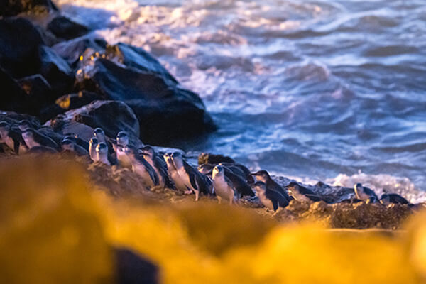 Penguins on the beach.