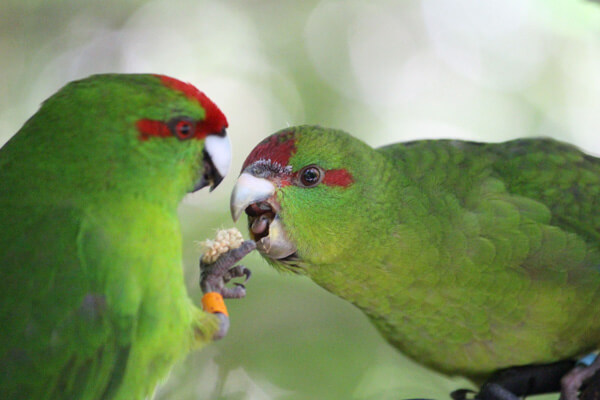 Zealandia 2 Two birds having a meal together.