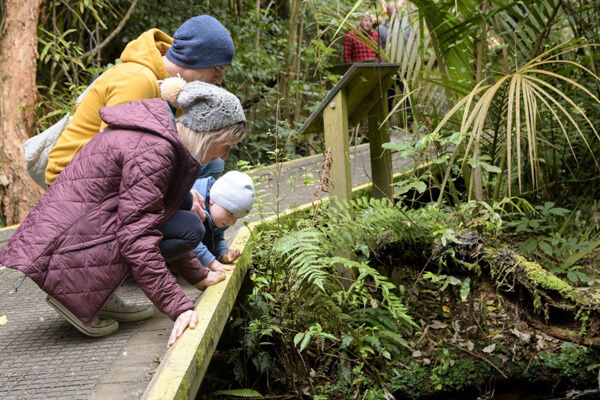 Zealandia 3 A family having a look at the wildlife.