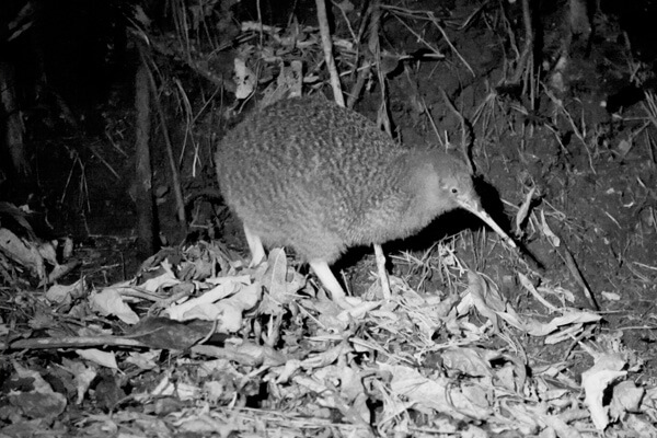 Zealandia 5 Kiwi bird walking around in the dark.
