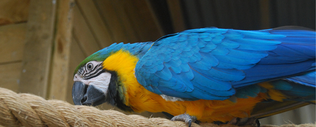 Blue and Gold Macaw at Butterfly Creek near Auckland Airport