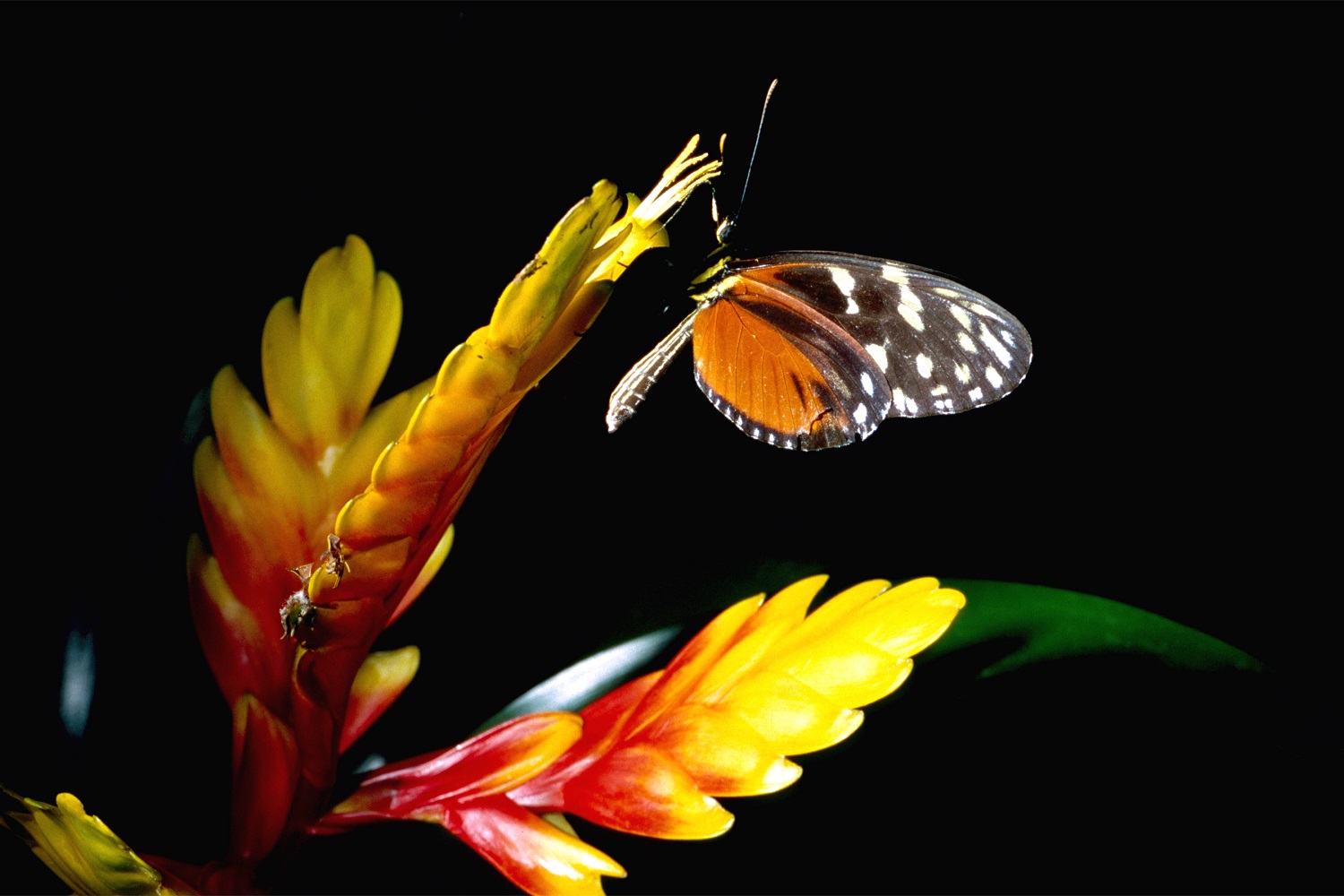 A butterfly inside the tropical butterfly house