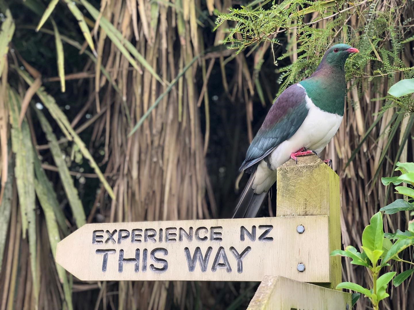 Willowbank Wildlife Reserve