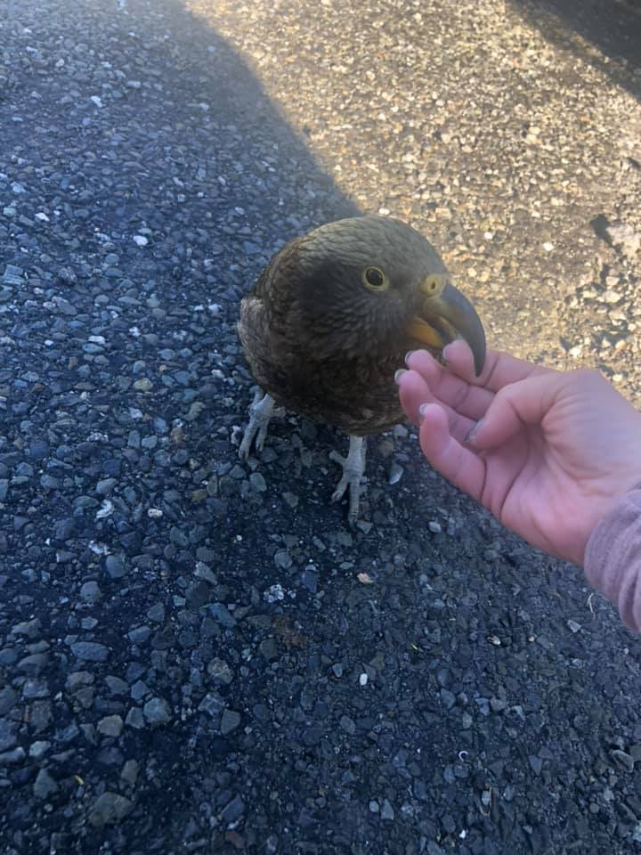 Kea