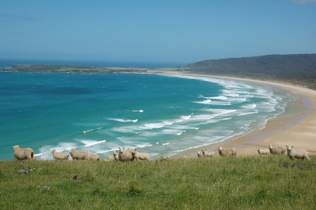 Nice beach for the sheep