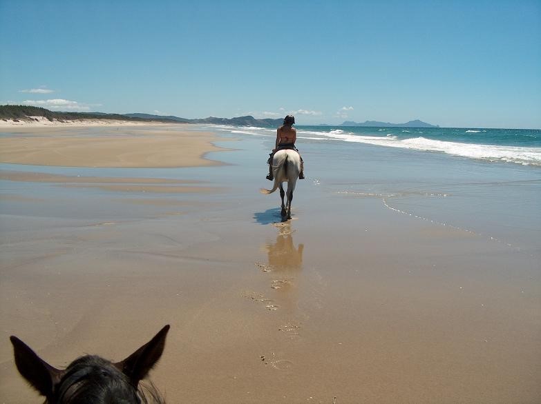 Pakiri Beach Horse Rides