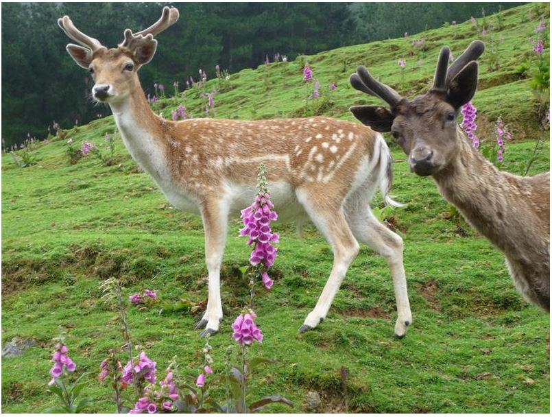 Staglands Deer Park