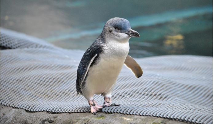 blue penguin