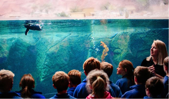 school teacher with children watching penguin swim during a school field trip