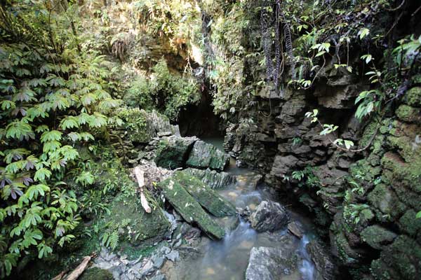 Beautiful green rocks and bush in Aranui