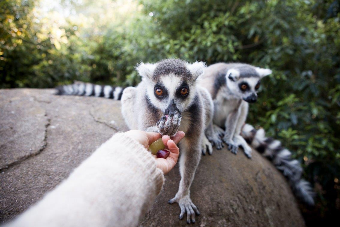 Meeting a lemur up close at Willowbank Wildlife Reserve