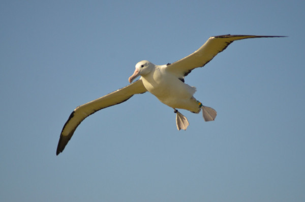With a wingspan of over three metres, a royal albatross flight is an unmissable Otago sight.