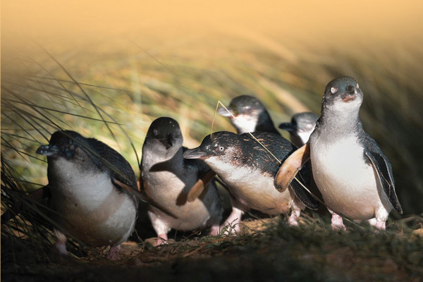 As well as Albatross, the Otago Peninsula is home to Blue Penguin colonies and over 20 other species of birdlife.