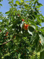 cromwell cheeki cherries tree cromwell cheeki cherries tree
