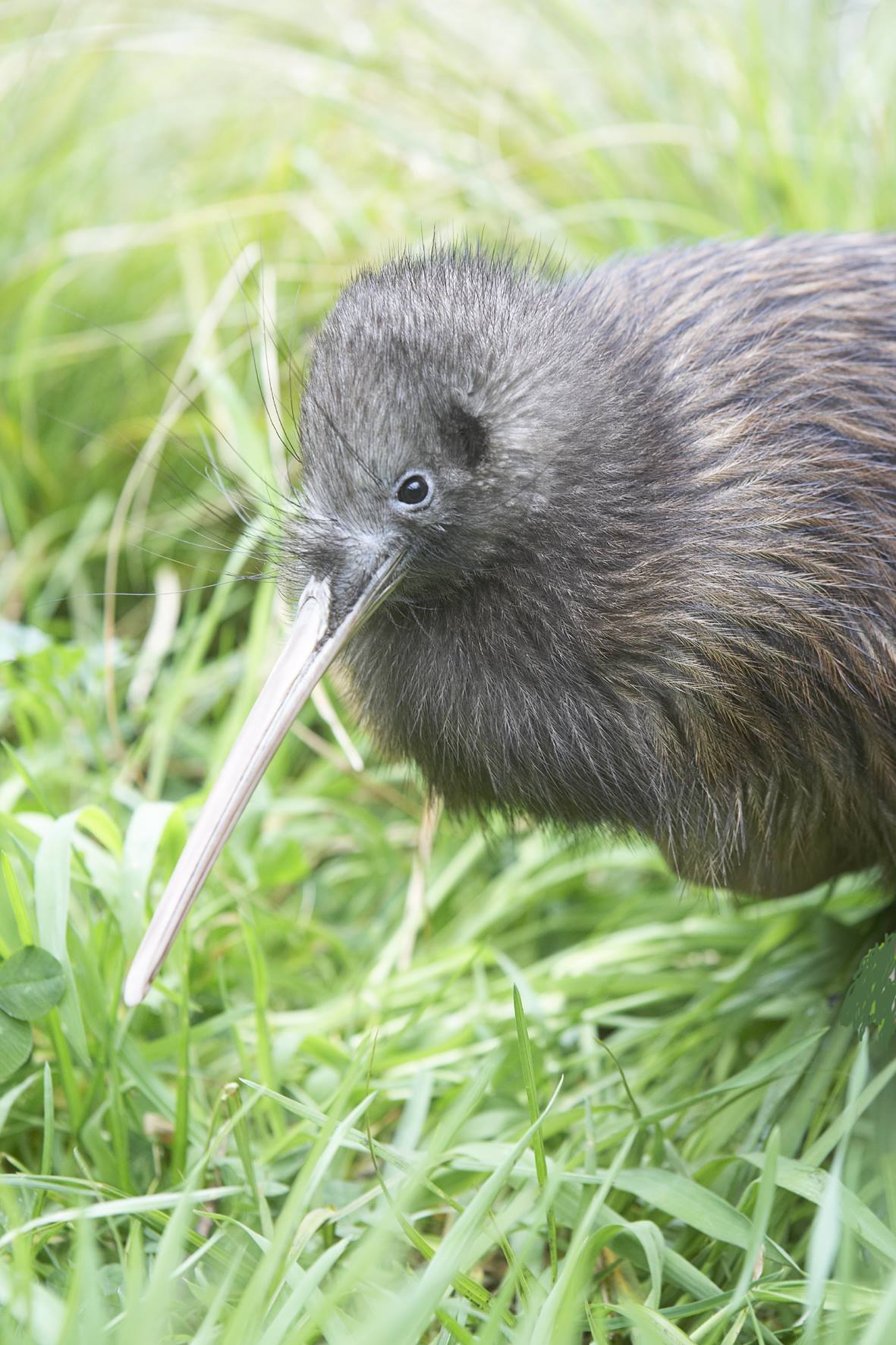 A kiwi at Willowbank Wildlife Reserve in Christchurch