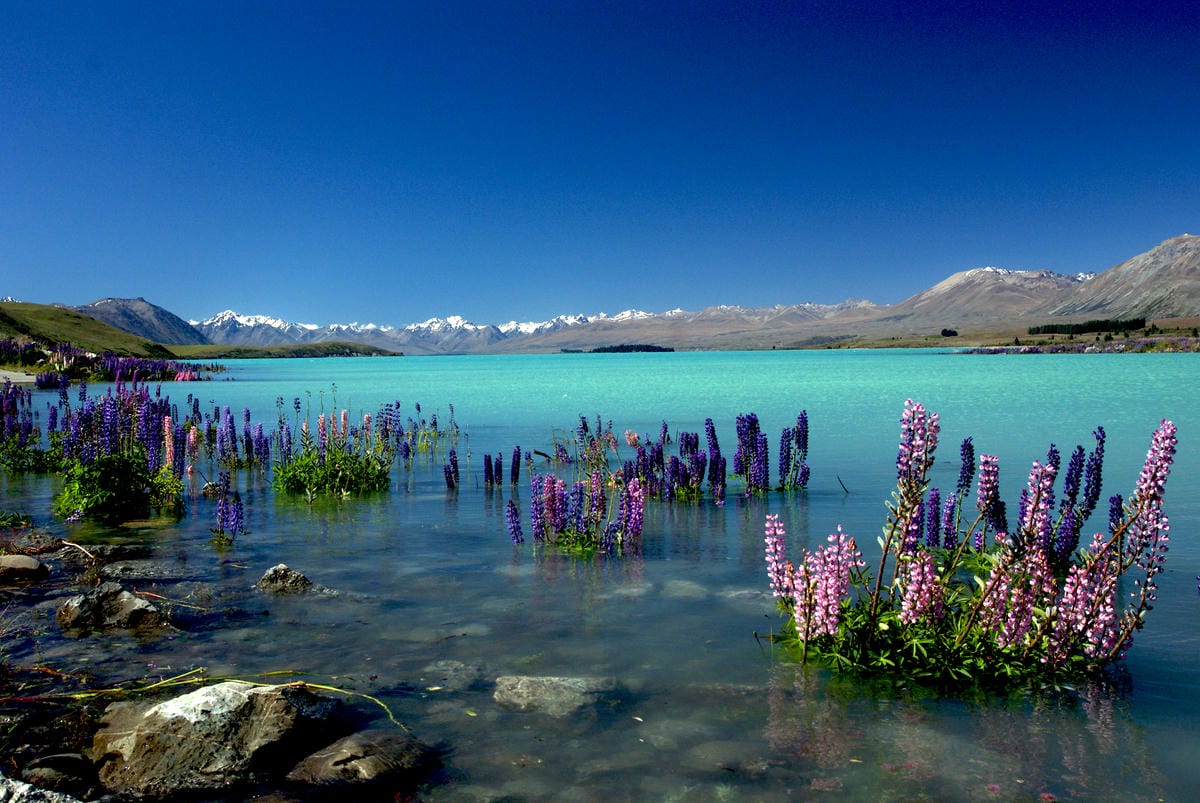 lake tekapo russell lupins bernard spragg lake tekapo russell lupins bernard spragg