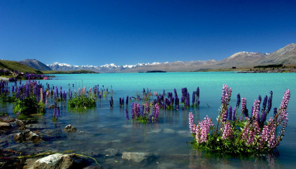 lake tekapo russell lupins bernard spragg
