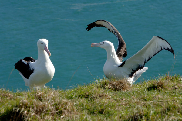 Experience Royal albatrosses, the world's largest seabird, up close on a nature tour.