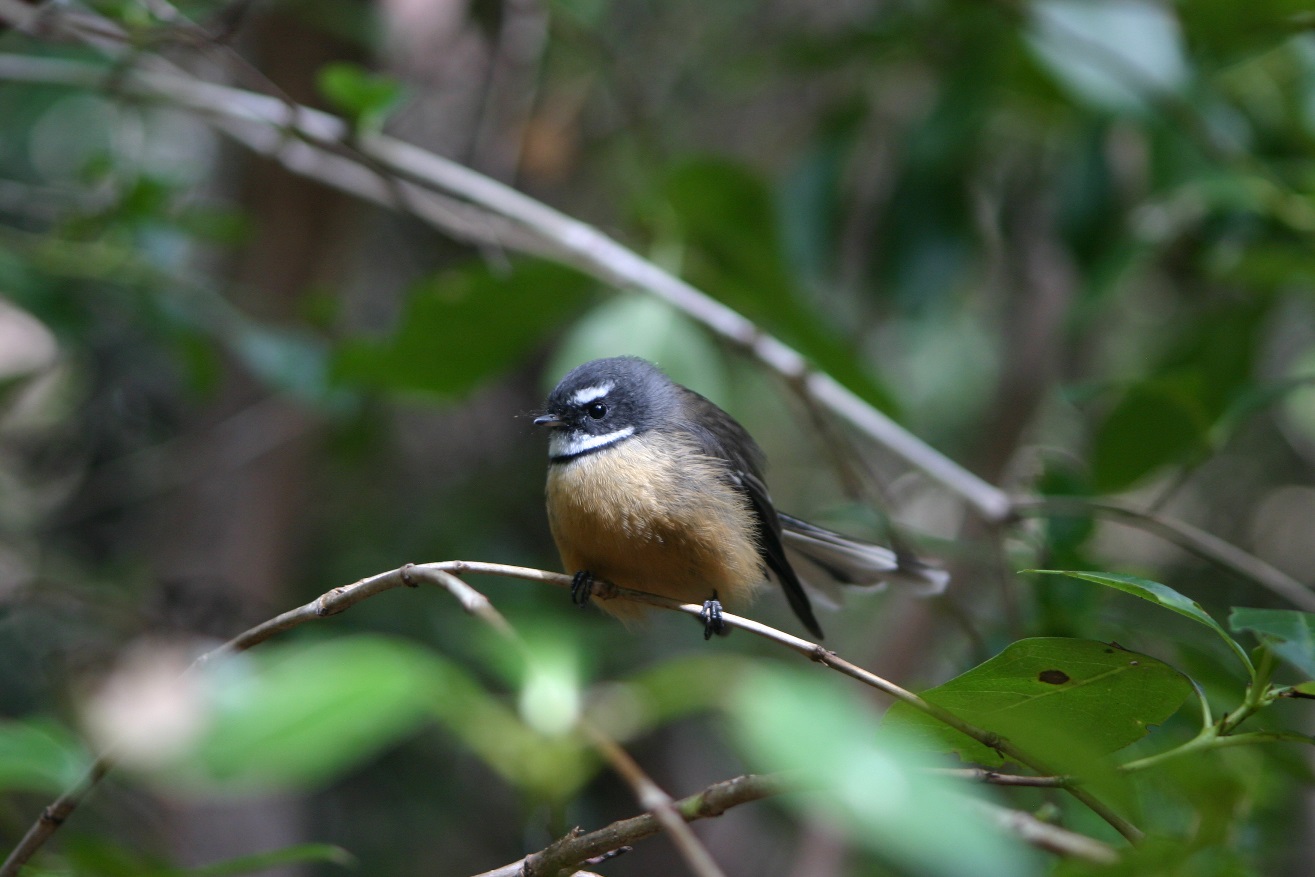 fantail in Moutohora Island bush