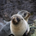 fur seal pups 4 Copy