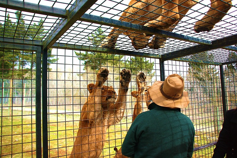 lions of orana