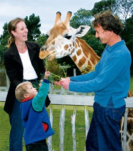 rothschild giraffe