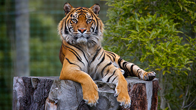 sumatran tiger