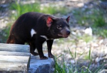 tasmanian devil